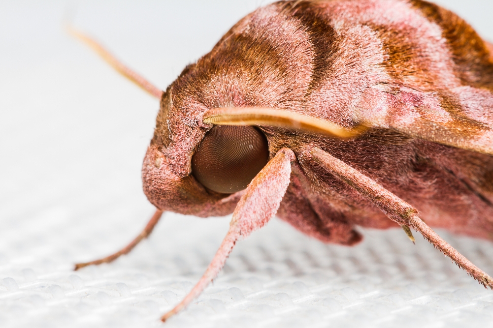 Clothes Moths - Protection & How to Get Rid of Them