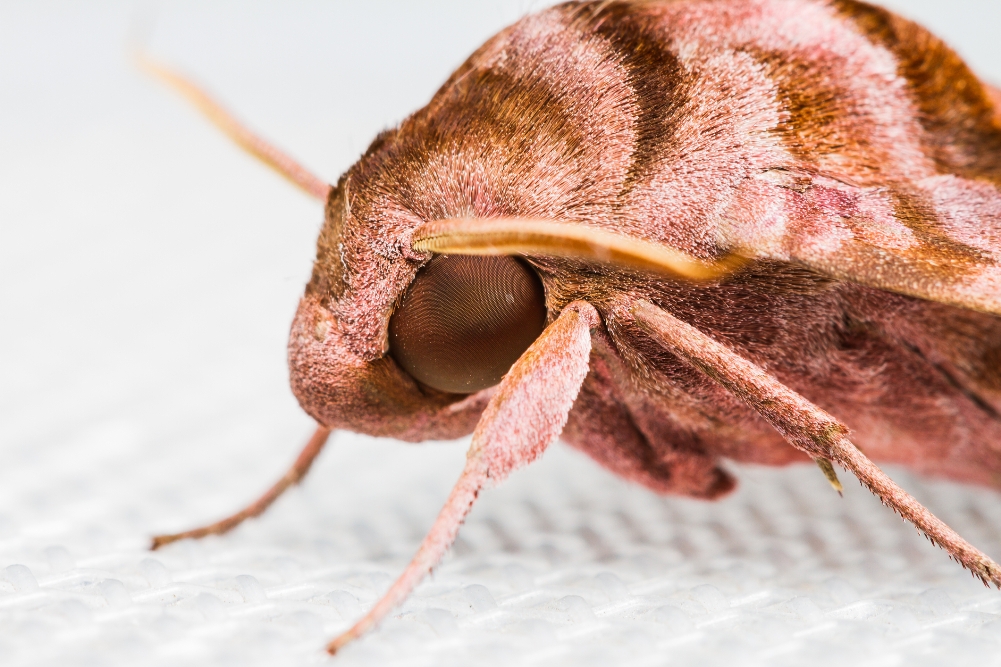 How to Get Rid of Clothes Moths